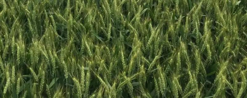 百农418小麦品种简介，全生育期229.9天