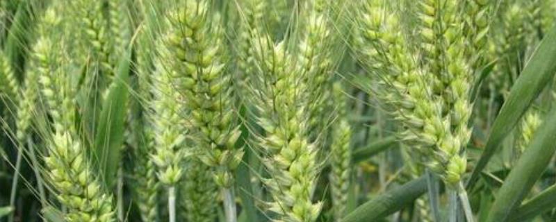新植9号小麦品种简介，适宜播期10月上中旬