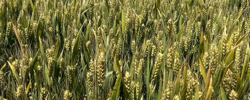 平安11号小麦种子简介，全生育期219.6天