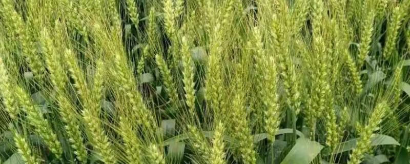 轮选149小麦种子特征特性，全生育期浇水2－3次