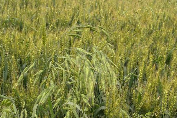 平安11号小麦种子简介，全生育期219.6天