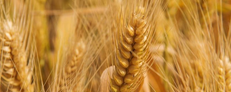 农麦99小麦品种简介，全生育期197.2天