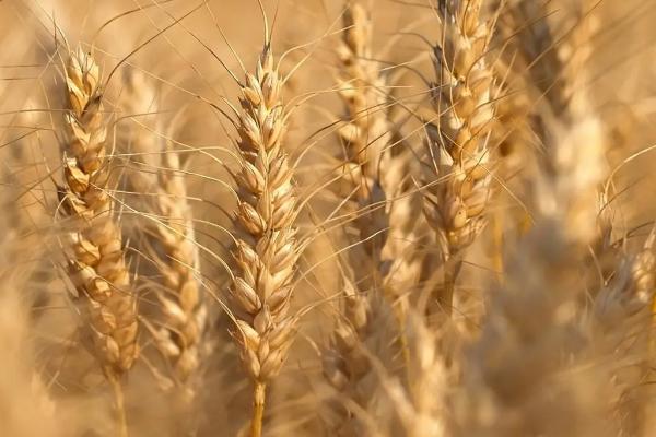 安农1589小麦种子特点，全生育期224.8天