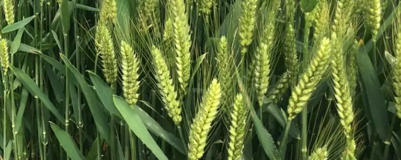 圣麦105小麦种子简介，全生育期230.2天
