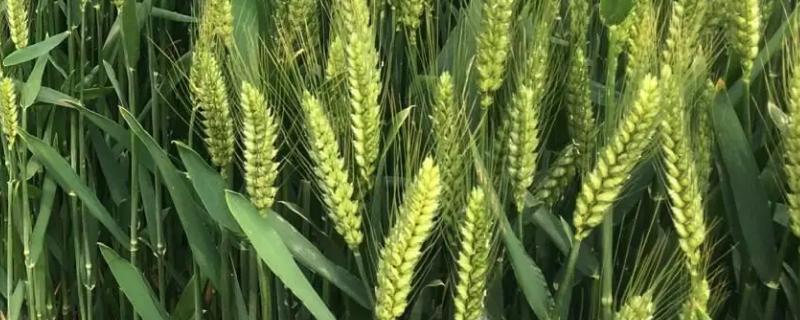 圣麦105小麦种子简介，全生育期230.2天