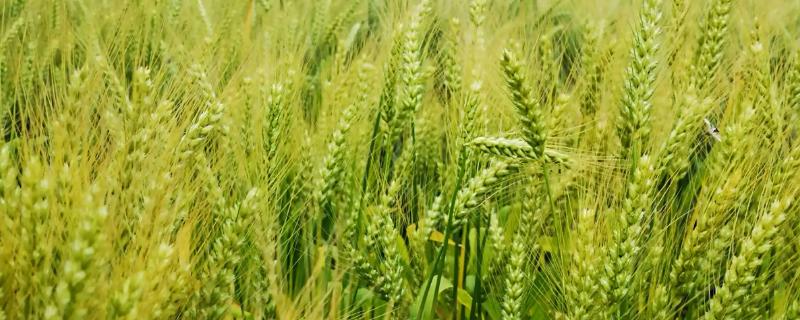 山农41号小麦品种简介，抽穗前后应及时防治麦蚜