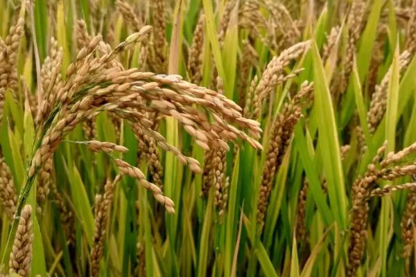 安农1589小麦种子特点，全生育期224.8天