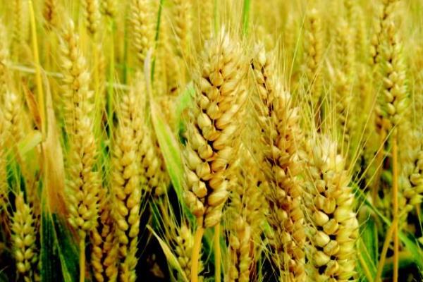 济麦0435小麦种子特点，适宜播期10月5－15日