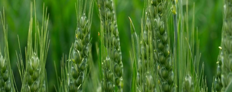 济麦0435小麦种子特点，适宜播期10月5－15日