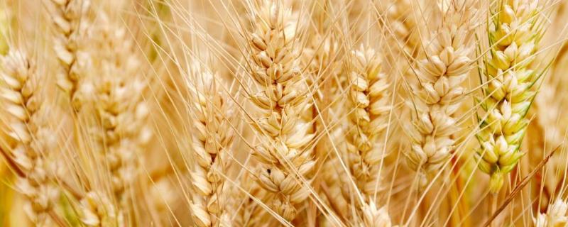 山农42号小麦种子特点，适宜播期10月5－15日