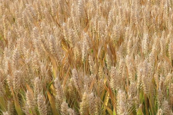 厚德麦981小麦种子特点，适宜播期10月上中旬
