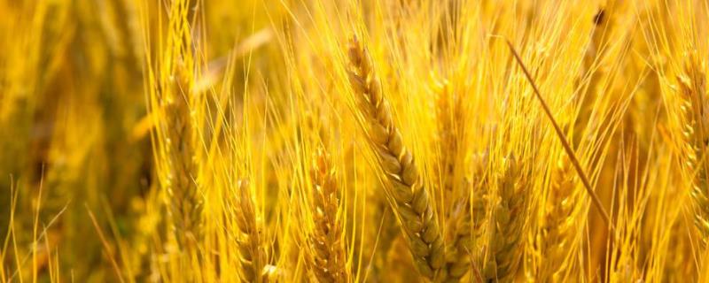 淮麦52小麦种子特点，全生育期223.9天