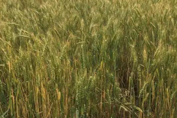 西农235小麦种子简介，适宜播期10月上中旬