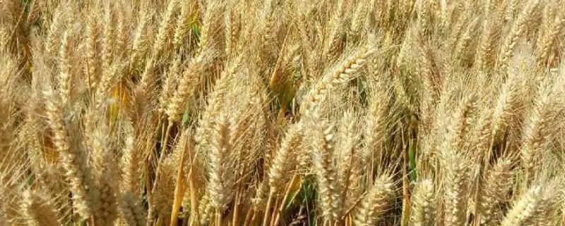 瑞华麦568小麦种简介，全生育期227.1天