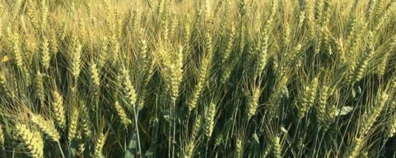 丰德存麦21小麦种子介绍，全生育期223.7天