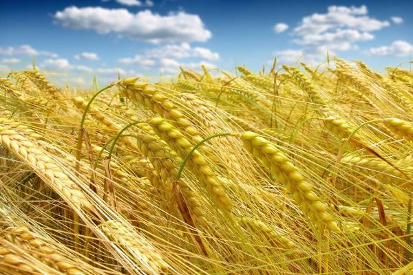 厚德麦981小麦种子特点，适宜播期10月上中旬