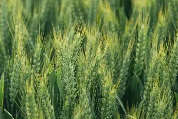 华伟306小麦品种的特性，适宜播期10月上中旬