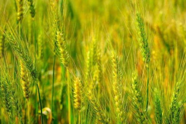 西农235小麦种子简介，适宜播期10月上中旬