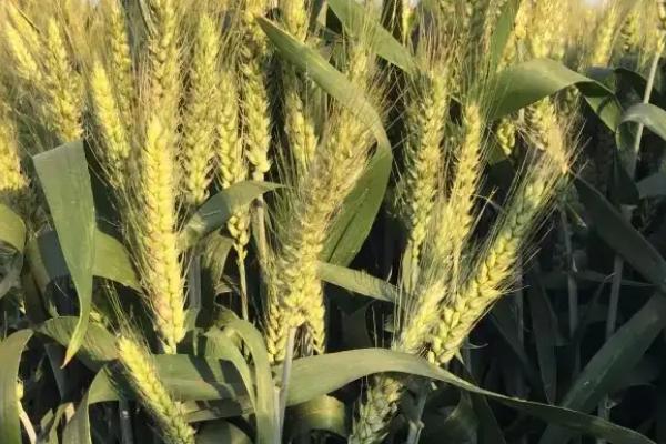 华伟306小麦品种的特性，适宜播期10月上中旬