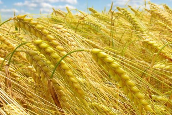 淮麦47小麦种简介，返青拔节期注意防治纹枯病
