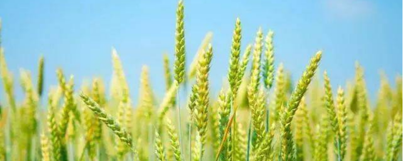 山农116小麦品种简介，全生育期227.9天