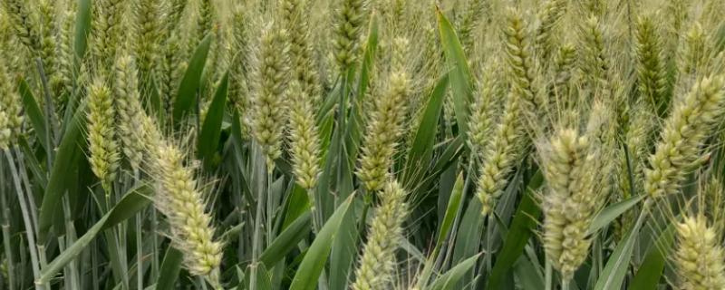 豫农804小麦种子特征特性，全生育期227.9天