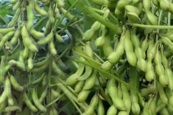 圣豆8号大豆种子介绍，初花期每亩追施5―8千克氮肥