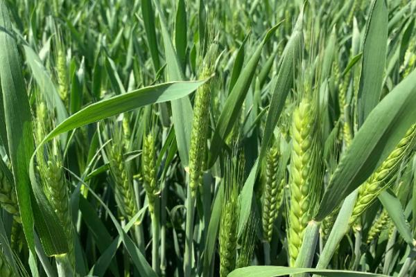 郑麦16小麦品种简介，适宜播期10月上中旬