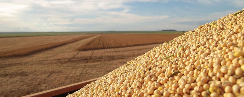 华春11大豆品种简介，高肥力地块4万株