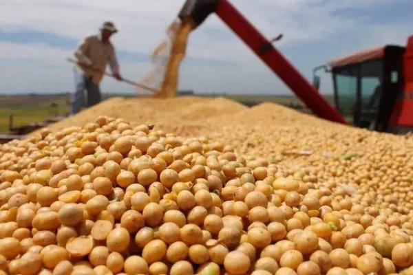 圣豆8号大豆种子介绍，初花期每亩追施5―8千克氮肥