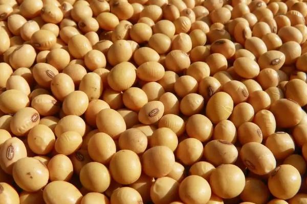 中黄916大豆种子简介，高肥力地块0万株