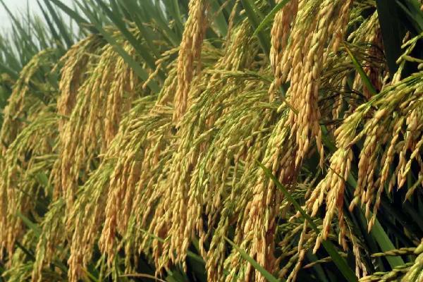 慧优奥隆丝苗水稻种子特征特性，稻瘟病重发区注意防治稻瘟病
