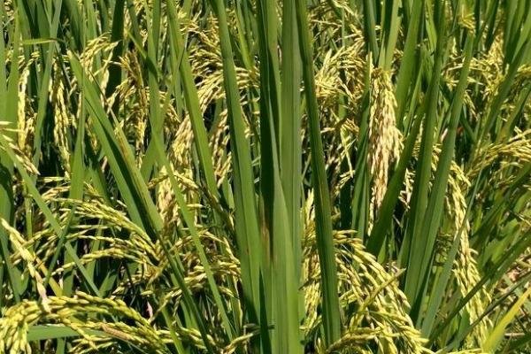 振两优华宝水稻种子介绍，秧田播种量每亩10千克