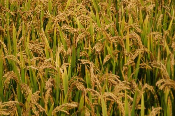 振两优钰占水稻品种的特性，秧田亩播种量10千克