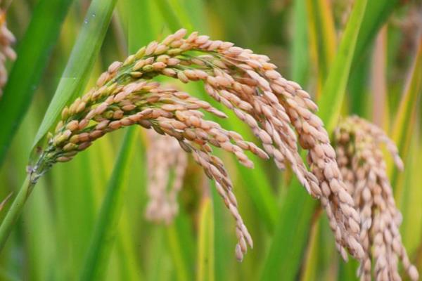 振两优华宝水稻种子介绍，秧田播种量每亩10千克