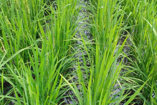 A两优336水稻种子特征特性，病虫防治