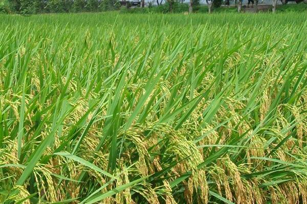 贵优55水稻种简介，一般在7月10日－15日播种