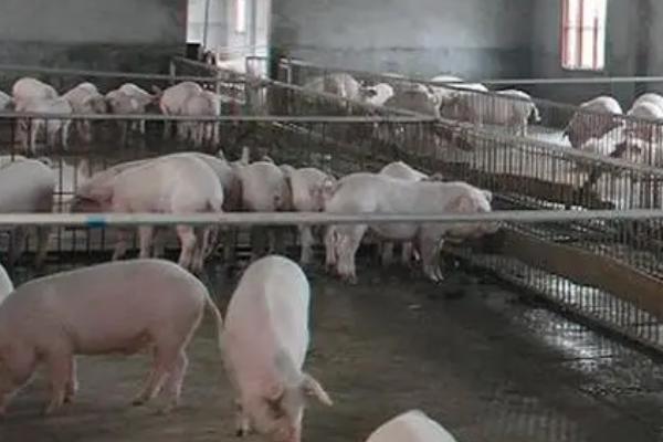 猪舍消毒后多久可以进猪，进场时间要以使用的消毒剂为参照