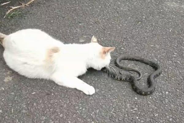 猫为什么怕黄瓜，猫对于绿色的物体很敏感