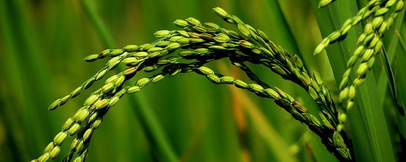 臻两优钰占水稻品种的特性，每亩插足基本苗6万以上
