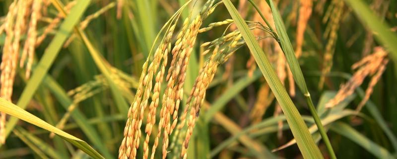 玮两优6018水稻品种简介，病虫防治