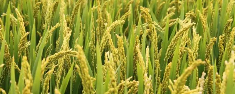 雄两优奥美香水稻品种的特性，全生育期133.9天