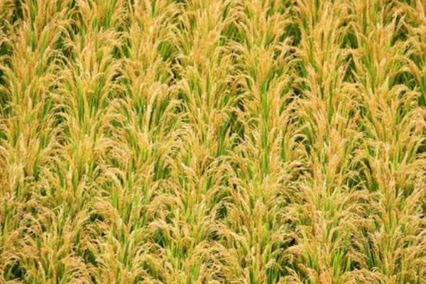 炫两优1614水稻种子特征特性，尤其注意防治稻瘟病