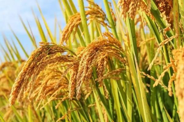 珂两优华宝水稻品种的特性，病虫防治