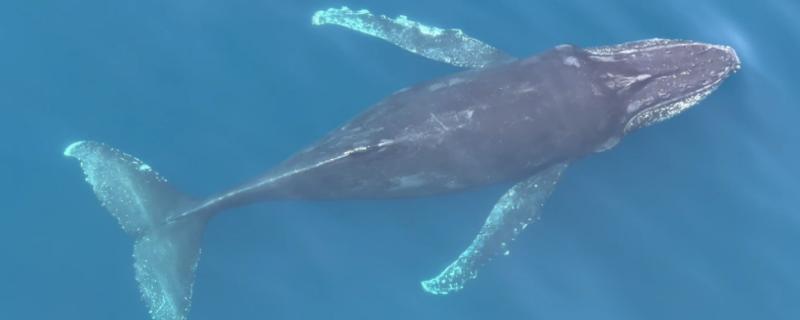 南露脊鲸是什么动物，属海洋哺乳动物