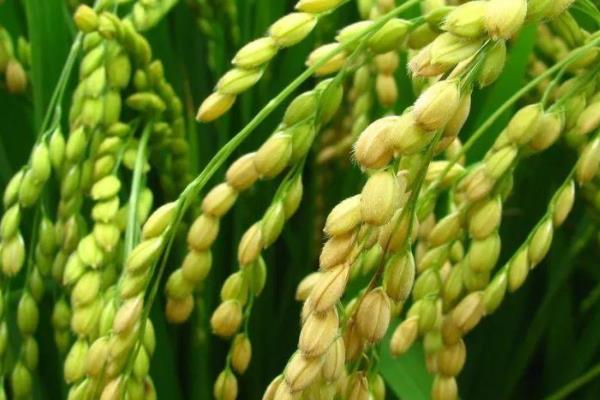 贡两优粤农丝苗水稻品种简介，中上等肥力田块