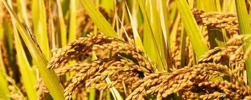 泰两优3808水稻种子特点，籼型两系杂交水稻品种
