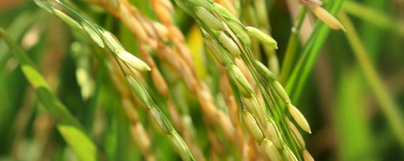 荃广优822水稻种子特点，每亩插足基本苗6万－8万
