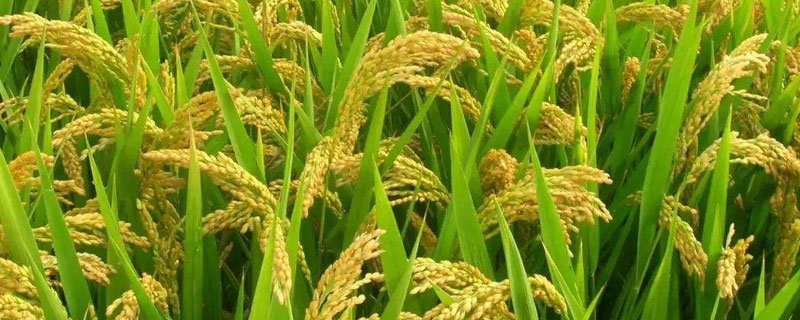 晶两优674水稻品种的特性，中抗稻瘟病