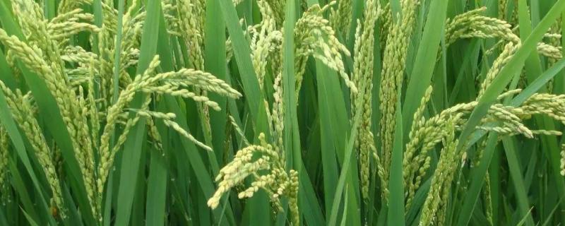 荃优洁丰丝苗水稻品种简介，每亩插足基本苗8万左右